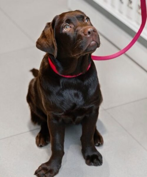 Chocolate Lab